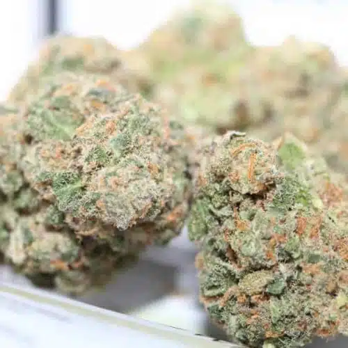 Blue Berry Bud 3