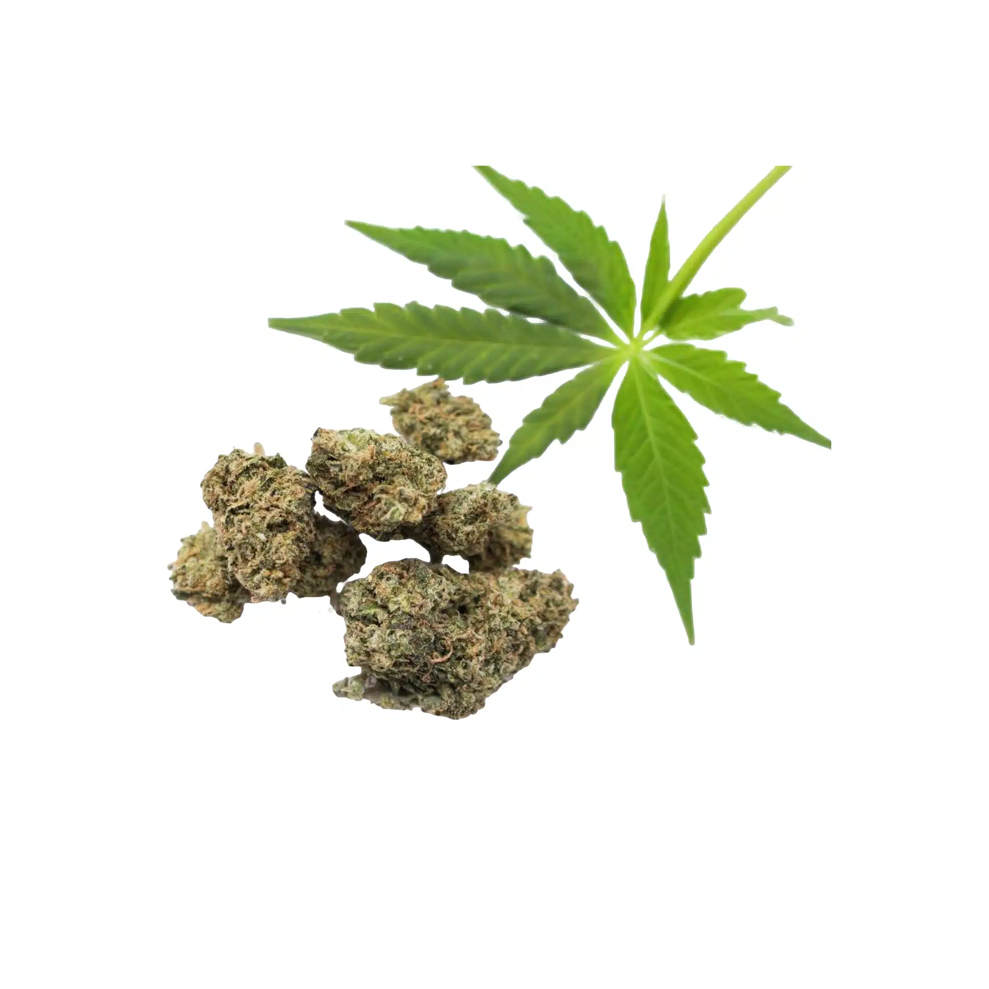 CBD Joint Crazy Harlequin shutterstock 1294355758