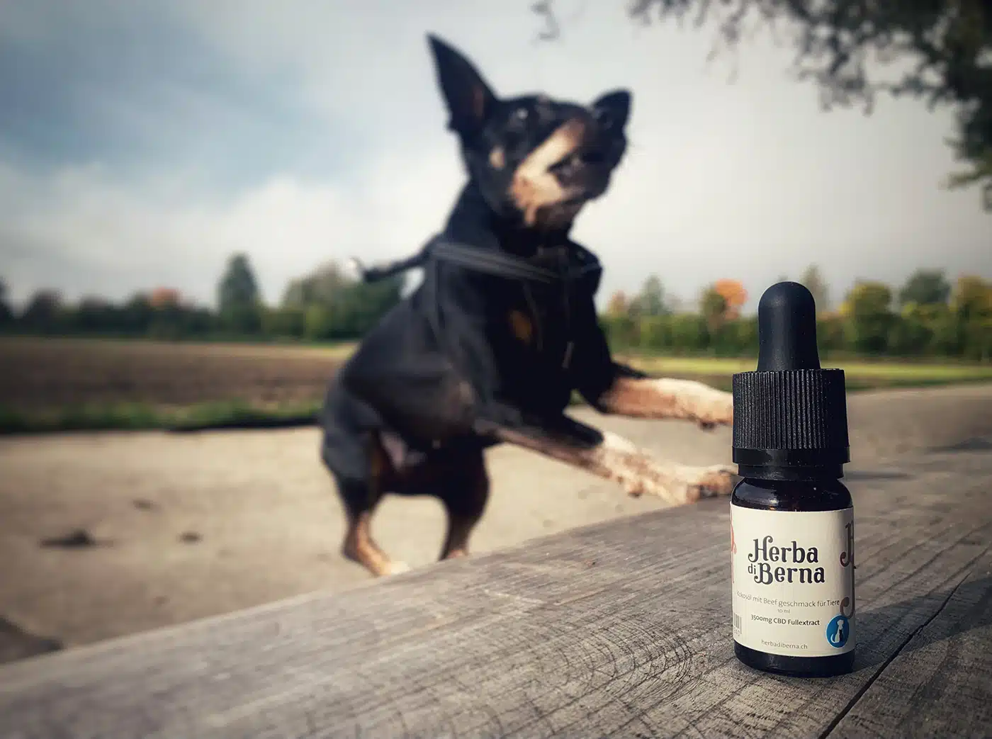 CBD öl herbadiberna hund 2