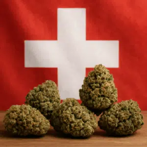 CBD Blüten